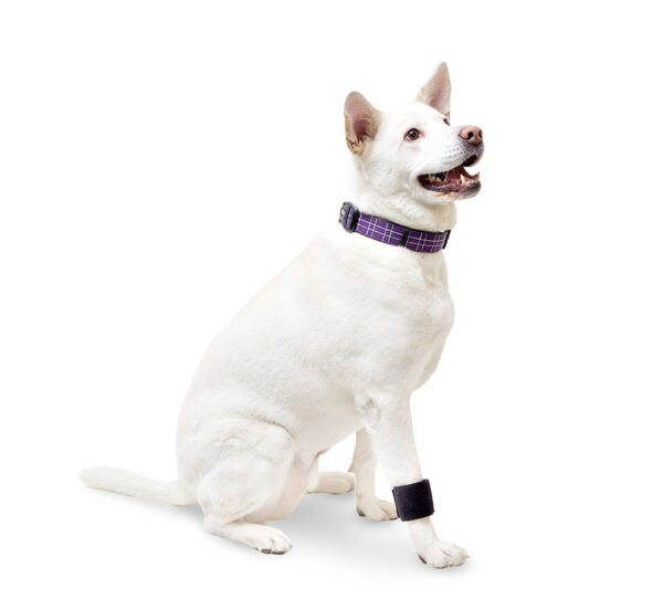 dog wrist carpal support