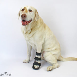 front leg splint for labradors