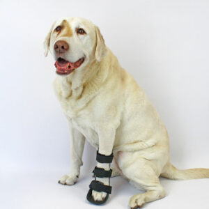front leg splint for labradors