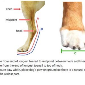 dog paw for measure splint