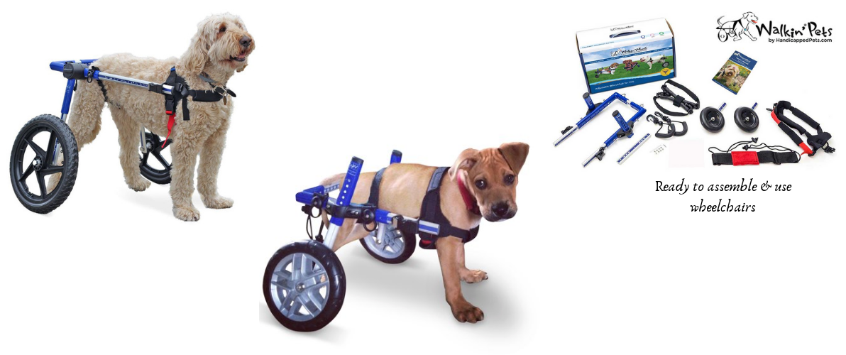 pet therapy wheelchair India