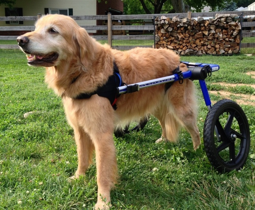 injured dog wheel cart in India