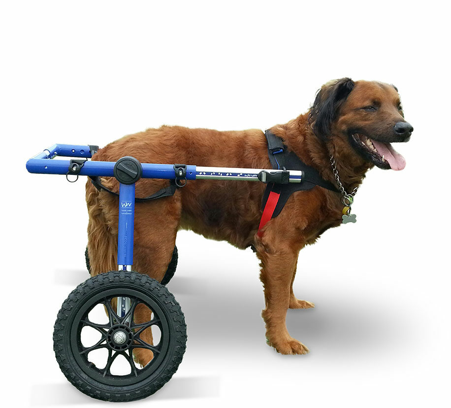 dog wheelchair India