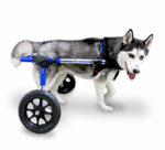 doggy wheelchair