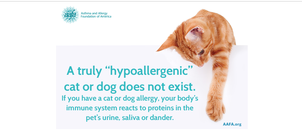 Hypoallergenic cats and dogs 