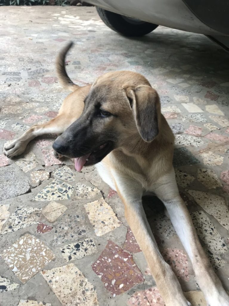 brown Indie puppy