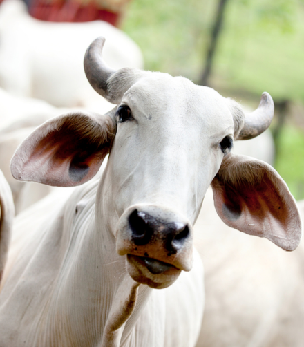 Cows in India and their care