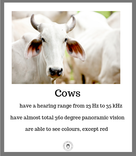 Cow facts in India