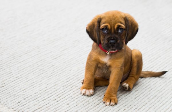 Buy a Puppy Online - Oliver Pet Care