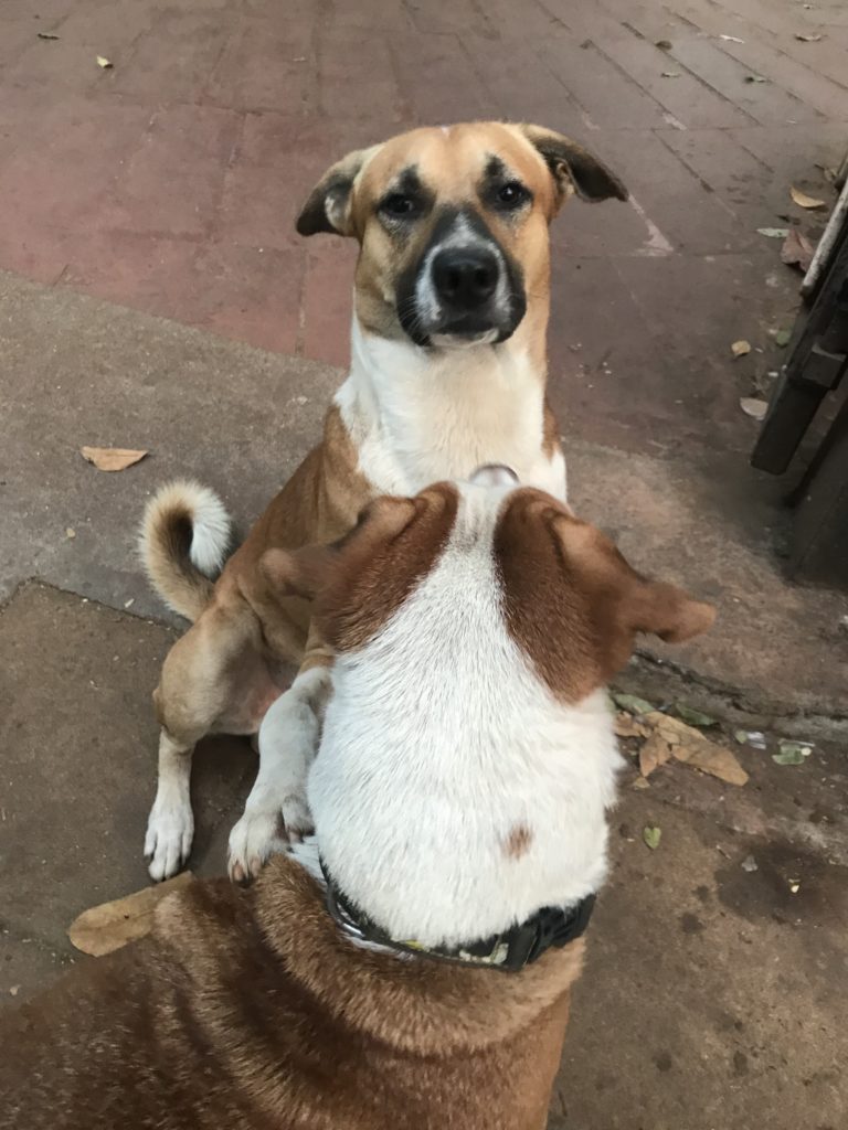 street dogs making friends