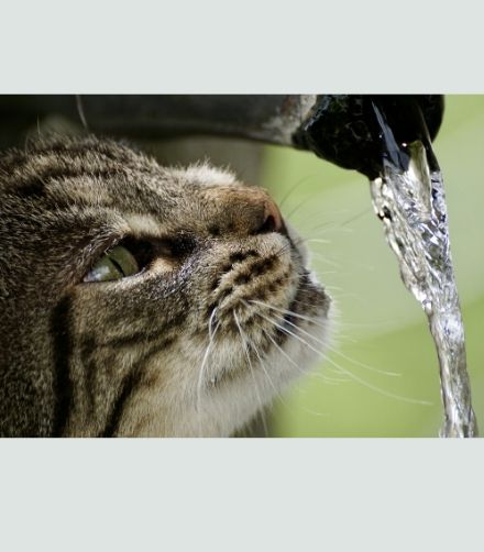 cat drinking water from a tap 