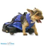 wheels for handicapped dogs