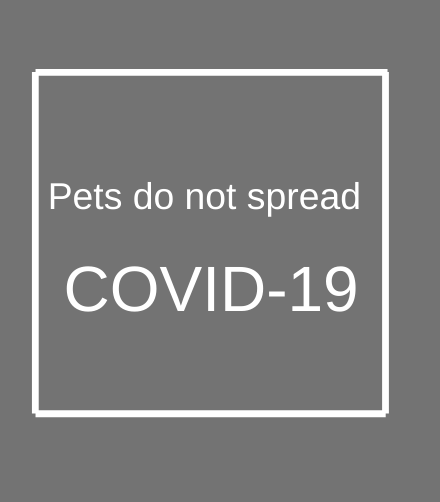 pets and corona virus