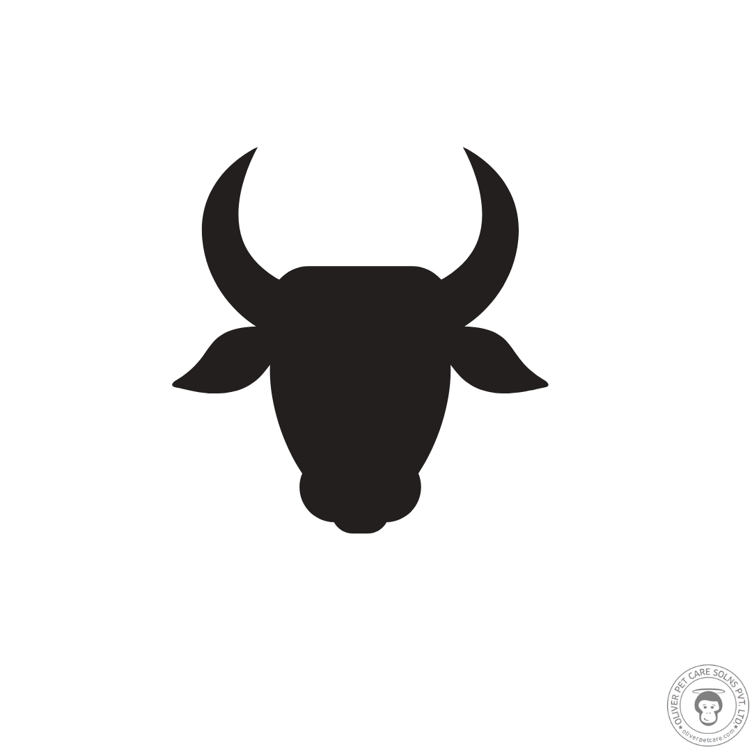bull fighting in Spain