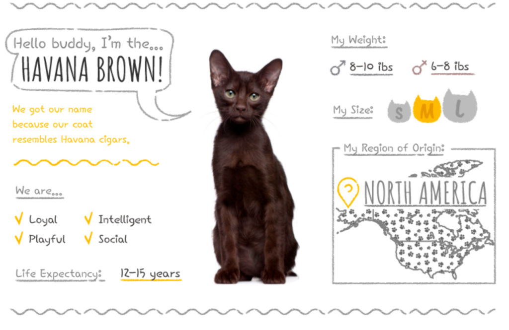 intelligent-cat-breed- havana brown 
