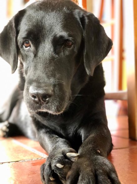 Black Labrador Dog