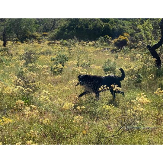 yellow summer fields and dogs
