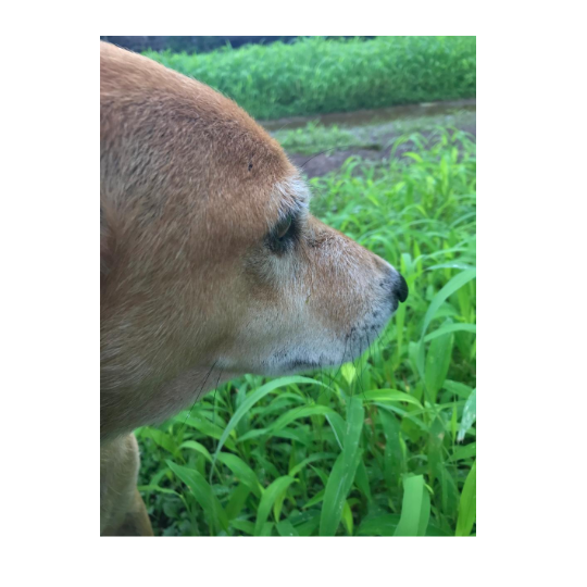 old dog in the grass 