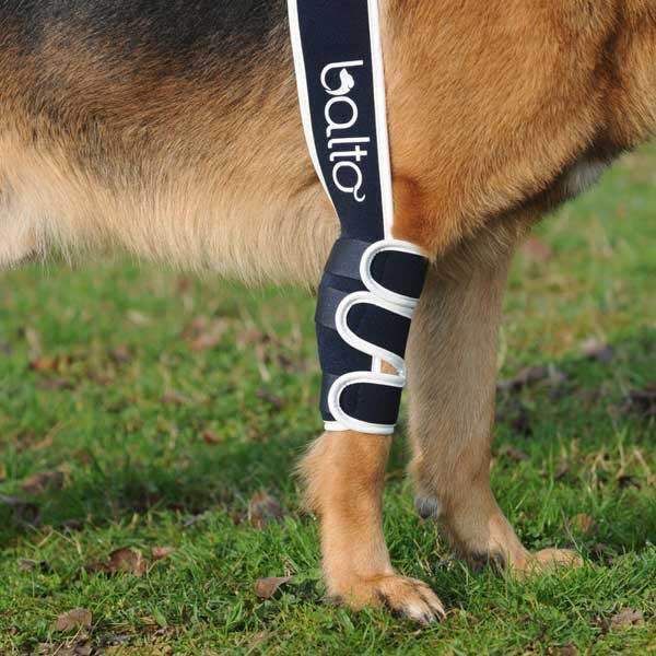 elbow brace for dogs