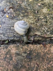 snail as a metaphor for grief 