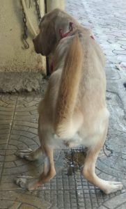 Labrador retriever buy online 