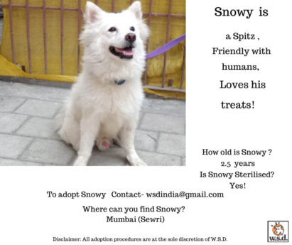 Snowy Contact :- wsdindia@gmail.com