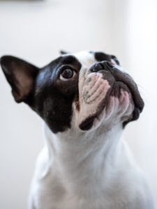 french bulldog puppy