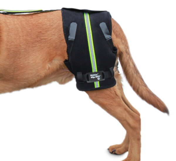 device for canine stability