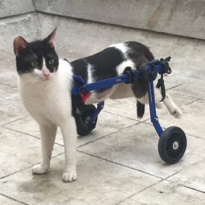 cat wheelchair India