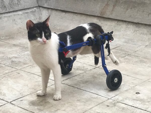 cat wheelchair India