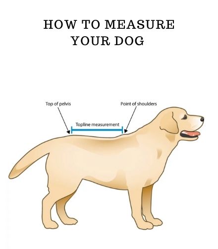 dog shoulder measure