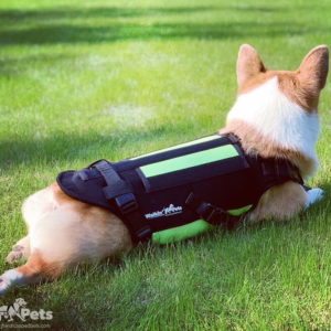 spinal support for dogs