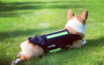 corgi spinal support for dogs