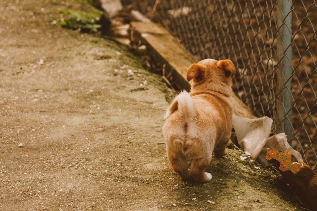 brown puppy in shelter 
