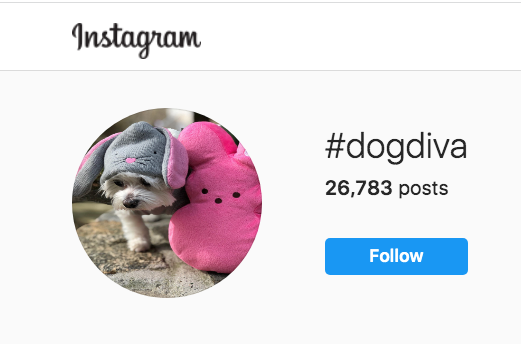 Pet influencers rely on hashtags to promote their pets 