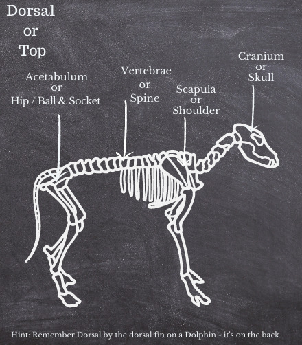 Spinal column dog