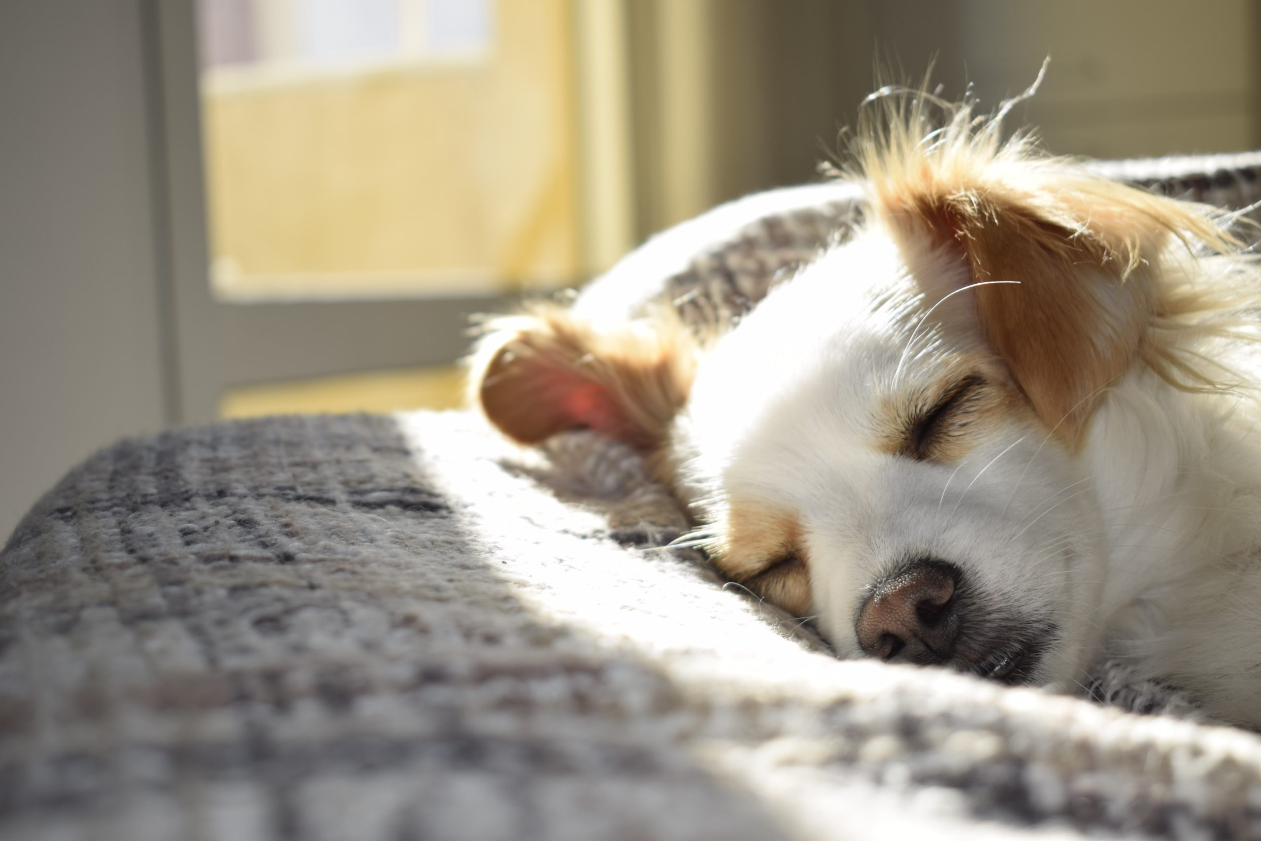 essential puppy training