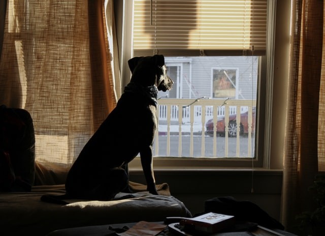 What pet owners should know before buying a home 