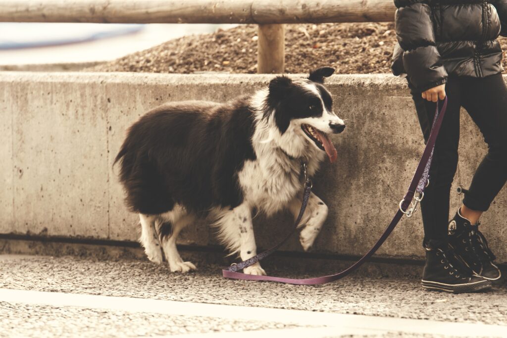 collie type black and white dog on a leash on a concrete road