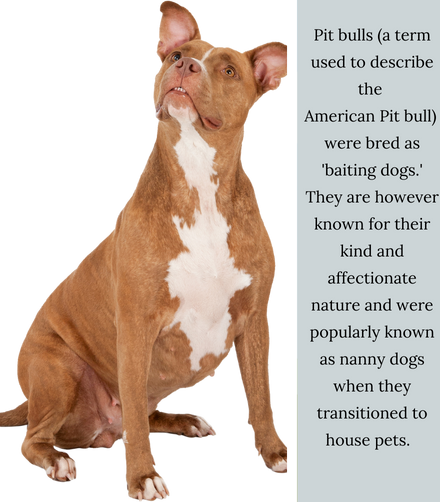 American pitbull dog ban 