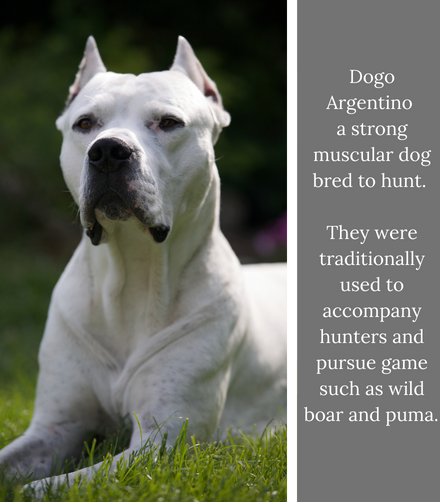 Dogo Argentino banned in India 