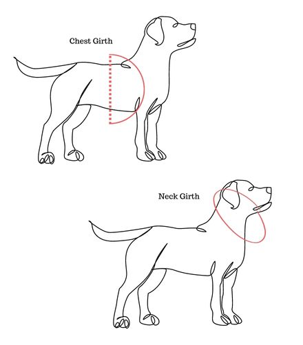 how to measure dogs chest