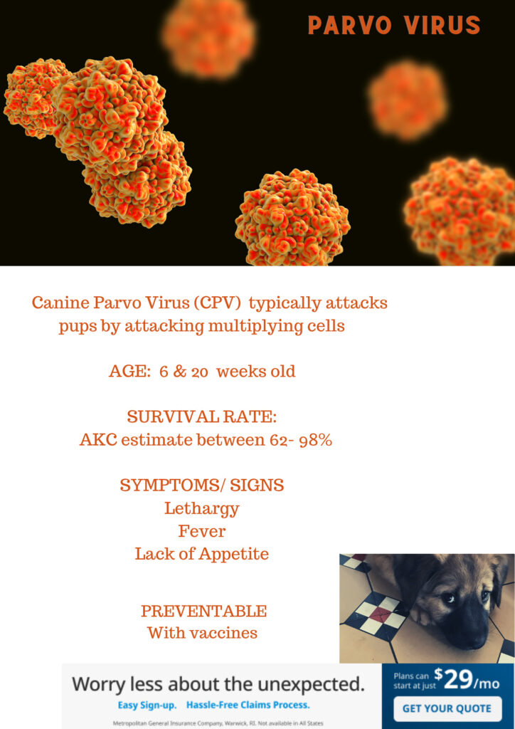 what is canine parvovirus is it treatable 
