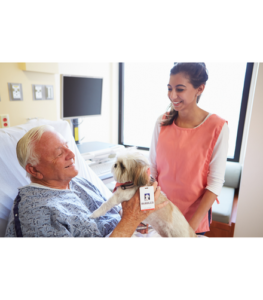 therapy dogs in hospitals 