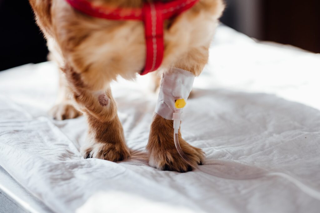 dog with intravenous in its leg for parvovirus treatment 