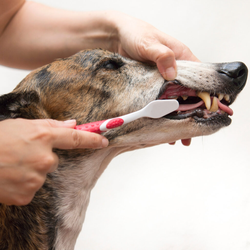 dental care as therapy for my dog 