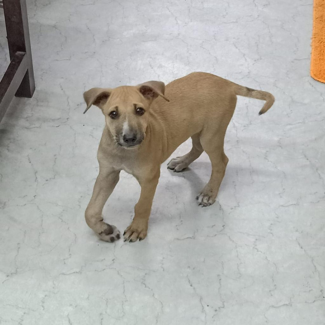 dogs for adoption Mumbai