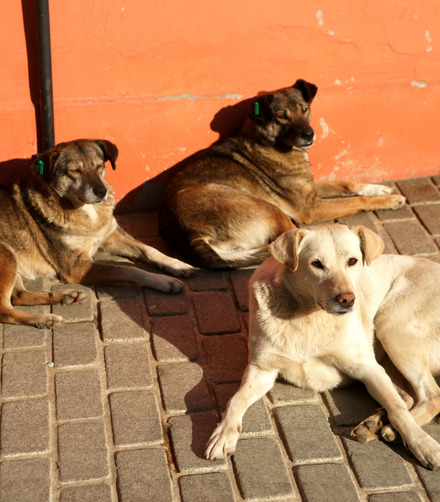 street dogs and rescuers
