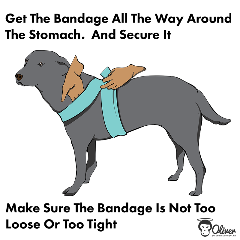 bandage your dog
