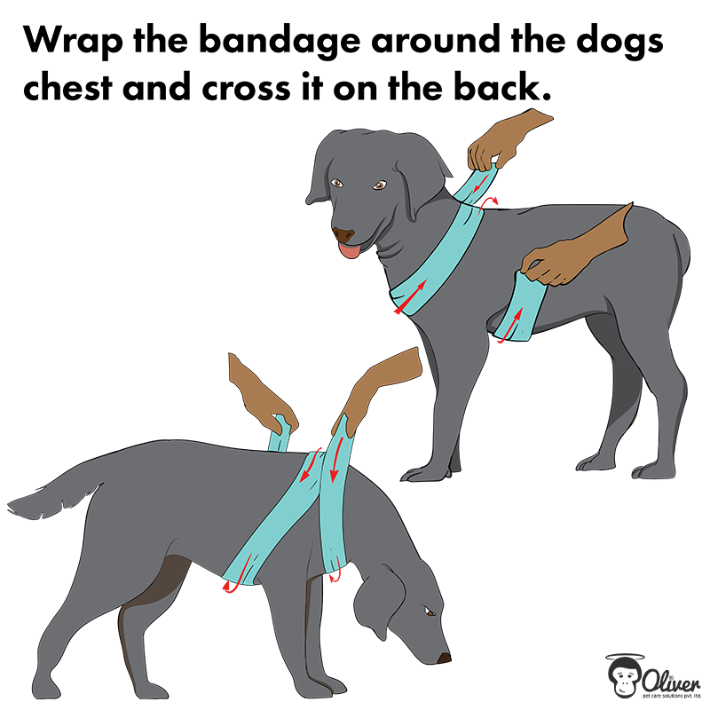how to wrap your dogs chest in a wrap